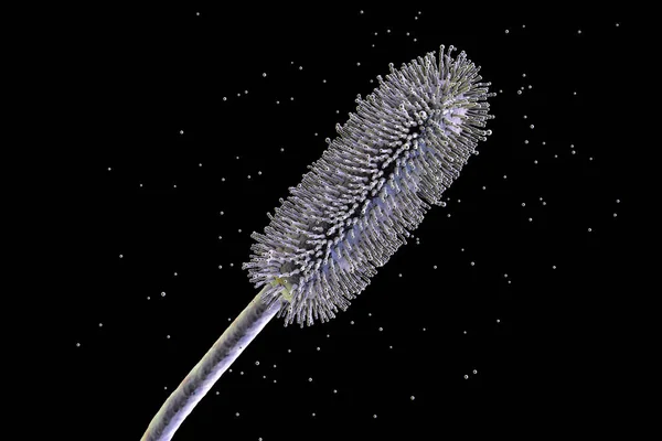 Aspergillus Clavatus Muffa Funghi Illustrazione Fungo Microscopico Del Suolo Causa — Foto Stock