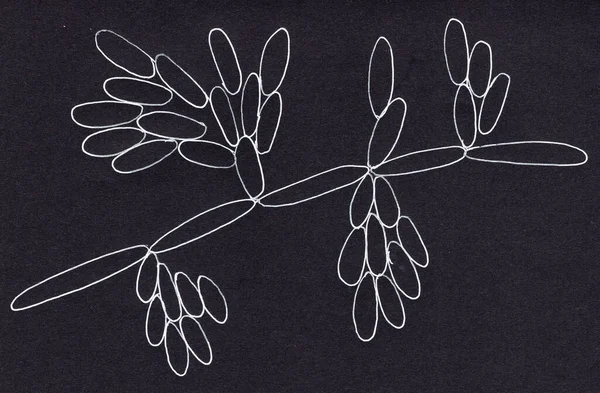 Candida kefyr maya, eski adıyla Candida psödotropicalis, mikroskobik mantarlar. Bilimsel el çizimi illüstrasyon. Hematolojik kötü huylu hastalarda invazif kandiyoza ve adaylığa neden olur.