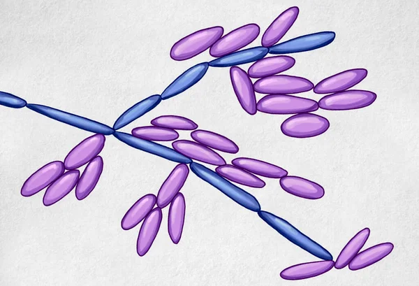 Levaduras Candida Kefyr Anteriormente Candida Pseudotropicalis Hongos Microscópicos Ilustración Científica — Foto de Stock