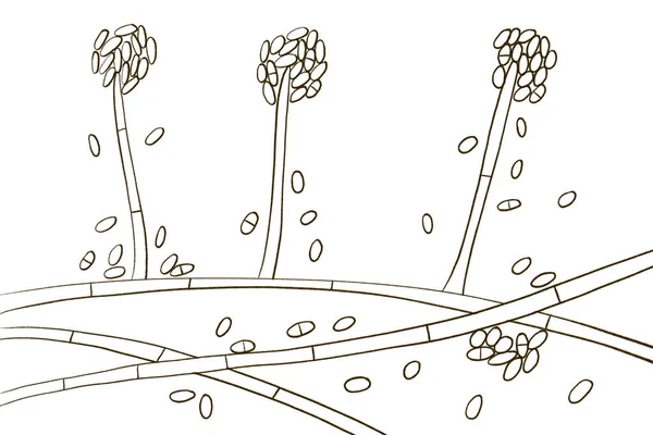 Houby Plísně Acremonium Dříve Cephalosporium Ilustrace Etiologická Činidla Bílého Zrna — Stock fotografie