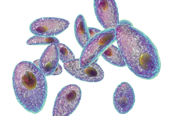 Protozoi Parassiti Toxoplasma Gondii Agente Causale Della Tossoplasmosi Nella Fase — Foto Stock