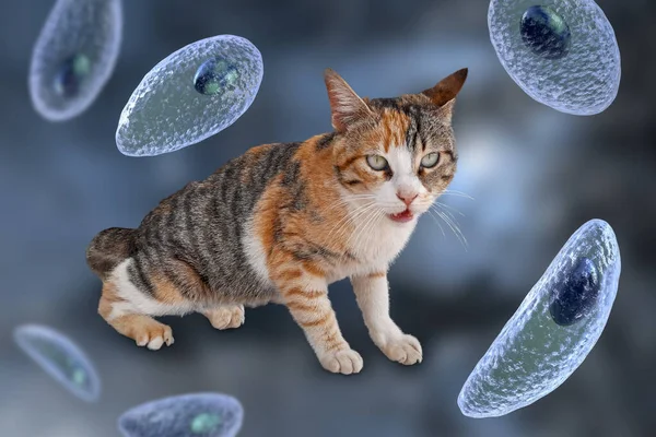 Protozoi Parassitari Toxoplasma Gondii Agente Causale Della Tossoplasmosi Nella Fase — Foto Stock