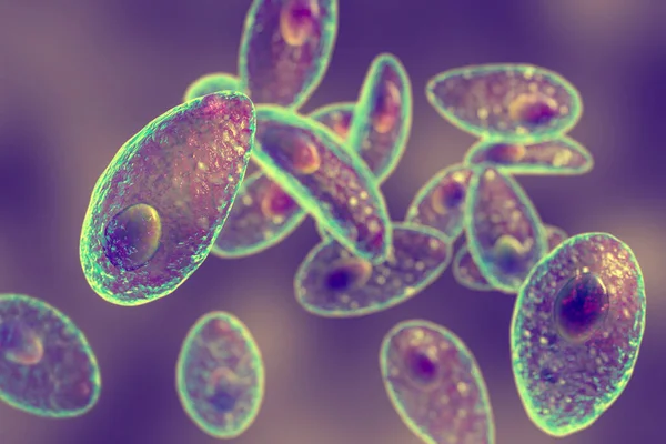 Παρασιτικά Πρωτόζωα Toxoplasma Gondii Αιτιολογικός Παράγοντας Της Τοξοπλάσμωσης Ταχυζωικό Στάδιο — Φωτογραφία Αρχείου