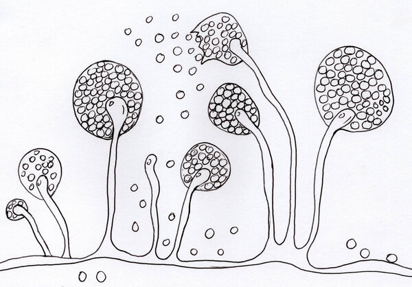 Структура плесени Mucor, черный грибок, желтый грибок, иллюстрация. Оппортунистические грибы, вызывающие мукормикоз кожи, носовых пазух, мозга и легких. Осложнение Ковид-19
