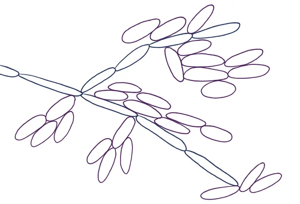 Candida Kefyr Hefen Früher Candida Pseudotropicalis Mikroskopische Pilze Wissenschaftliche Illustration — Stockfoto
