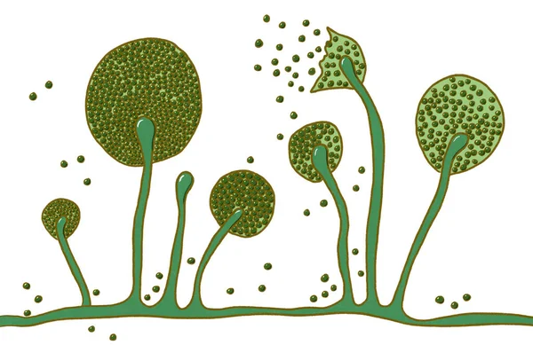 Structure of Mucor mold, black fungus, yellow fungus, illustration. Opportunistic fungi that cause mucormycosis involving skin, nasal sinuses, brain and lungs. Complication of Covid-19