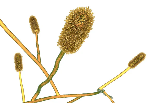 Aspergillus Clavatus Plísně Ilustrace Půdní Mikroskopická Houba Způsobuje Alergickou Aspergilózu — Stock fotografie