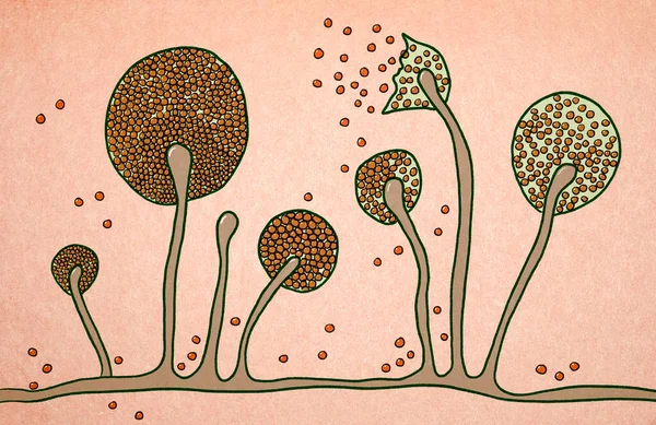 Structure of Mucor mold, black fungus, yellow fungus, illustration. Opportunistic fungi that cause mucormycosis involving skin, nasal sinuses, brain and lungs. Complication of Covid-19