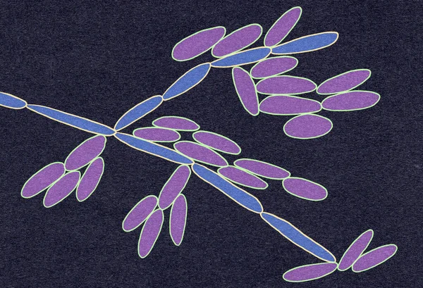 カンジダケファー酵母 元カンジダ偽栄養症 顕微鏡的真菌 科学的なイラスト 血液悪性腫瘍の患者に浸潤性カンジダ症およびカンジダ症を引き起こす — ストック写真