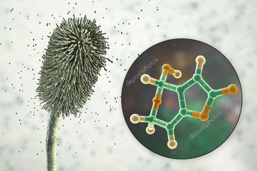 Aspergillus clavatus mold fungi and molecule of patulin toxin, 3D illustration. A mycotoxin produced by mold fungi Aspergillus, Penicillium and Byssochlamys, found in rotting apples and other foods
