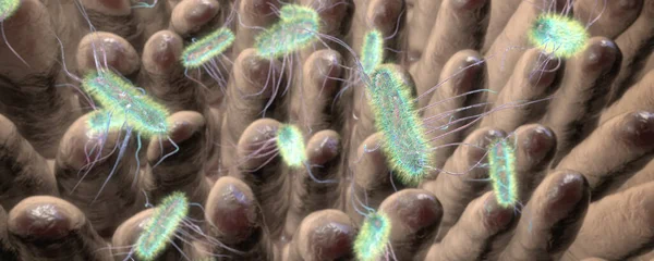 Bactérie Escherichia Coli Dans Intestin Humain Coli Bactéries Forme Tige — Photo