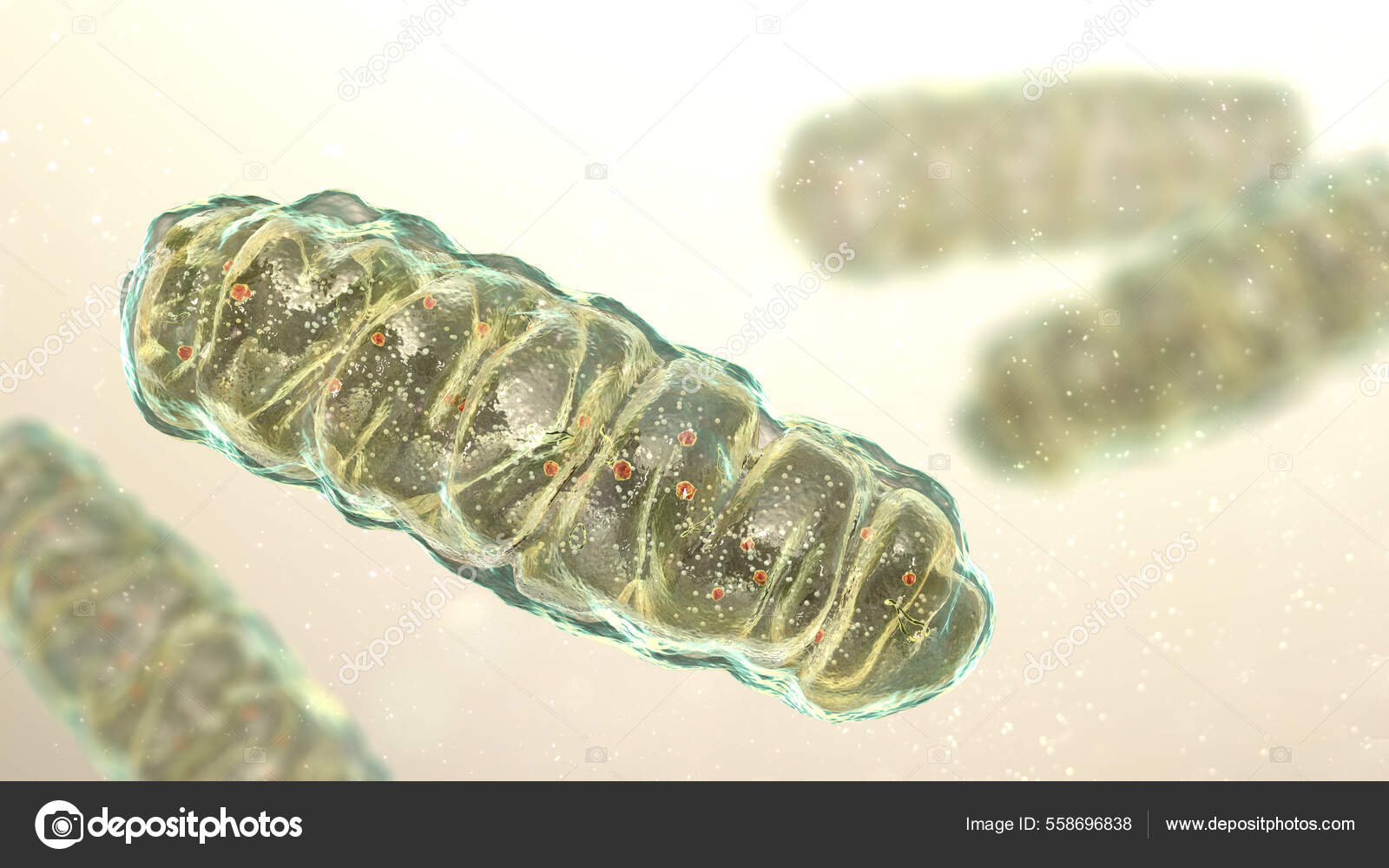 Mitochondria Membrane Enclosed Cellular Organelles Producing Energy