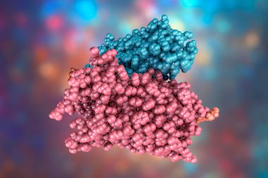 Rodopsin molekülü, 3 boyutlu illüstrasyon. Rod fotoreseptör hücrelerinde bulunan retina pigmenti görme duyusuna katılır.