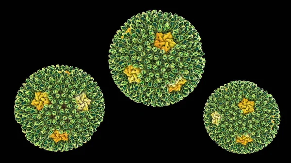 Реовирусы Вирусы Вызывающие Инфекцию Желудочно Кишечного Тракта Дыхательной Системы Иллюстрация — стоковое фото