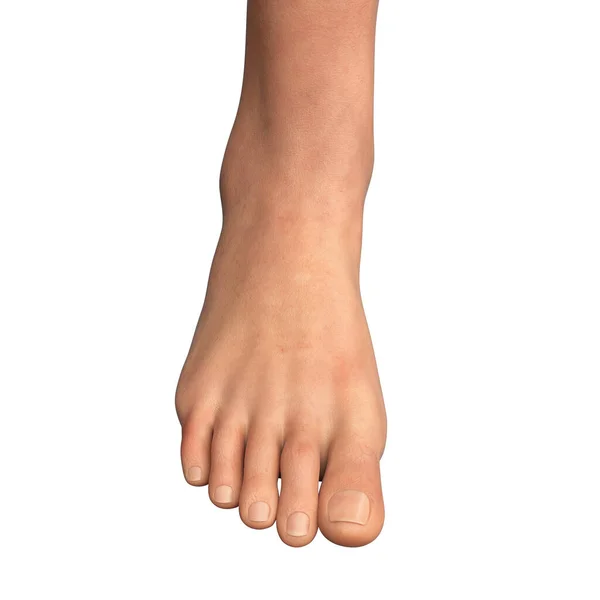 人类中年女性的脚被白色背景隔离 3D图解 — 图库照片