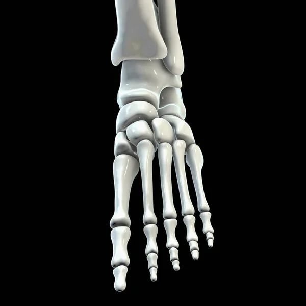 人体足部解剖 在黑色背景上隔离的脚骨 3D插图 — 图库照片