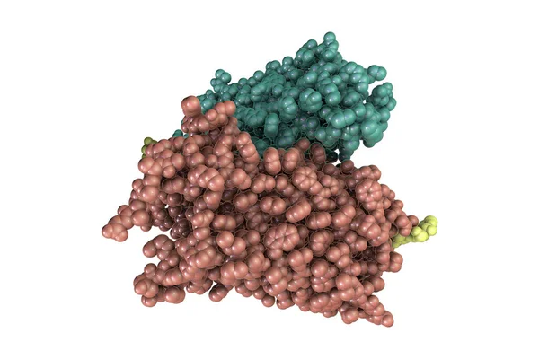 Molécule Rhodopsine Illustration Pigment Rétinien Trouvé Dans Les Cellules Photoréceptrices — Photo