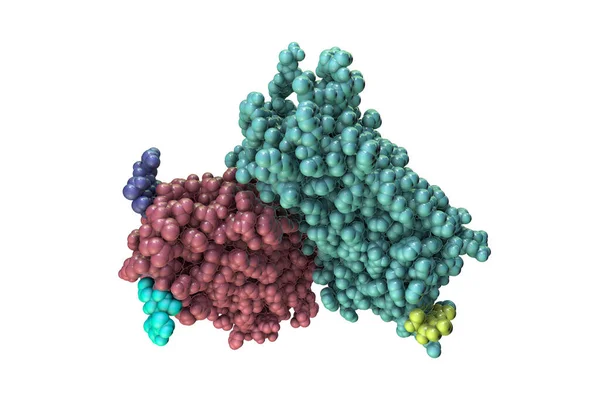 ロドプシン分子 3Dイラスト ロッド受容体細胞に見られる網膜色素は視覚に関与しています — ストック写真