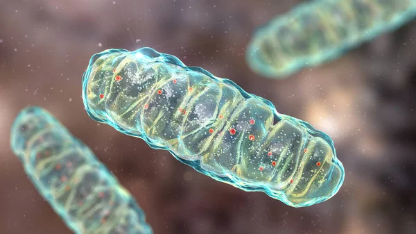 Mitocondrias Orgánulos Celulares Cerrados Por Membrana Que Producen Energía Ilustración —  Fotos de Stock