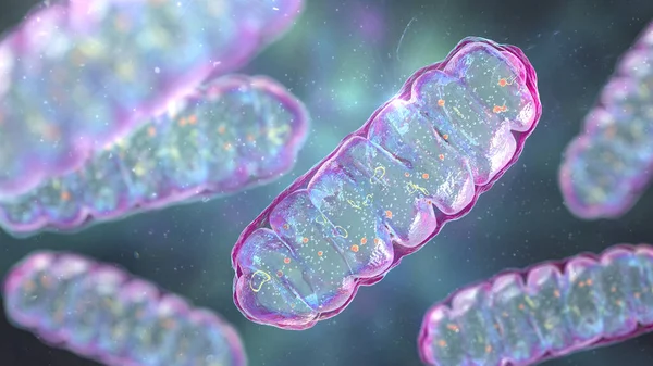Mitochondria Membrane Enclosed Cellular Organelles Producing Energy Illustration — Stock Photo, Image