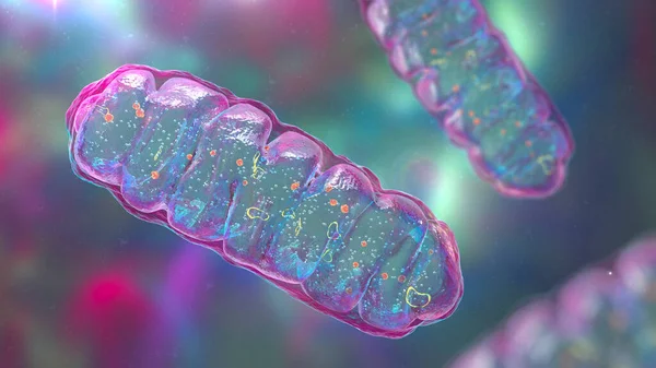 Μιτοχόνδρια Ένα Κυτταρικό Οργανίδιο Περιφραγμένο Μεμβράνη Που Παράγει Ενέργεια Τρισδιάστατη — Φωτογραφία Αρχείου