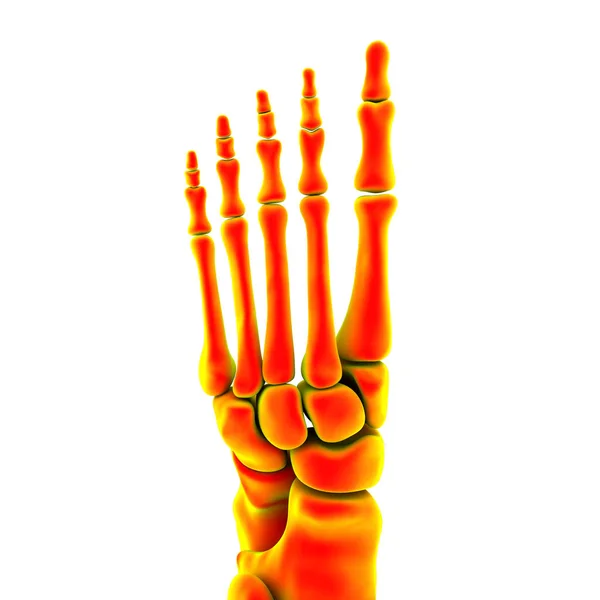 Anatomie Des Menschlichen Fußes Fußskelett Isoliert Auf Schwarzem Hintergrund Illustration — Stockfoto