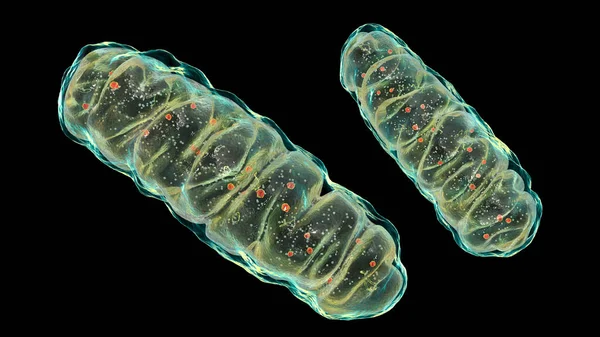 Mitochondries Organites Cellulaires Membranaires Produisant Énergie Illustration — Photo