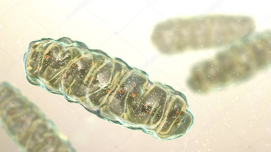 Mitochondria, a membrane-enclosed cellular organelles producing energy, 3D illustration