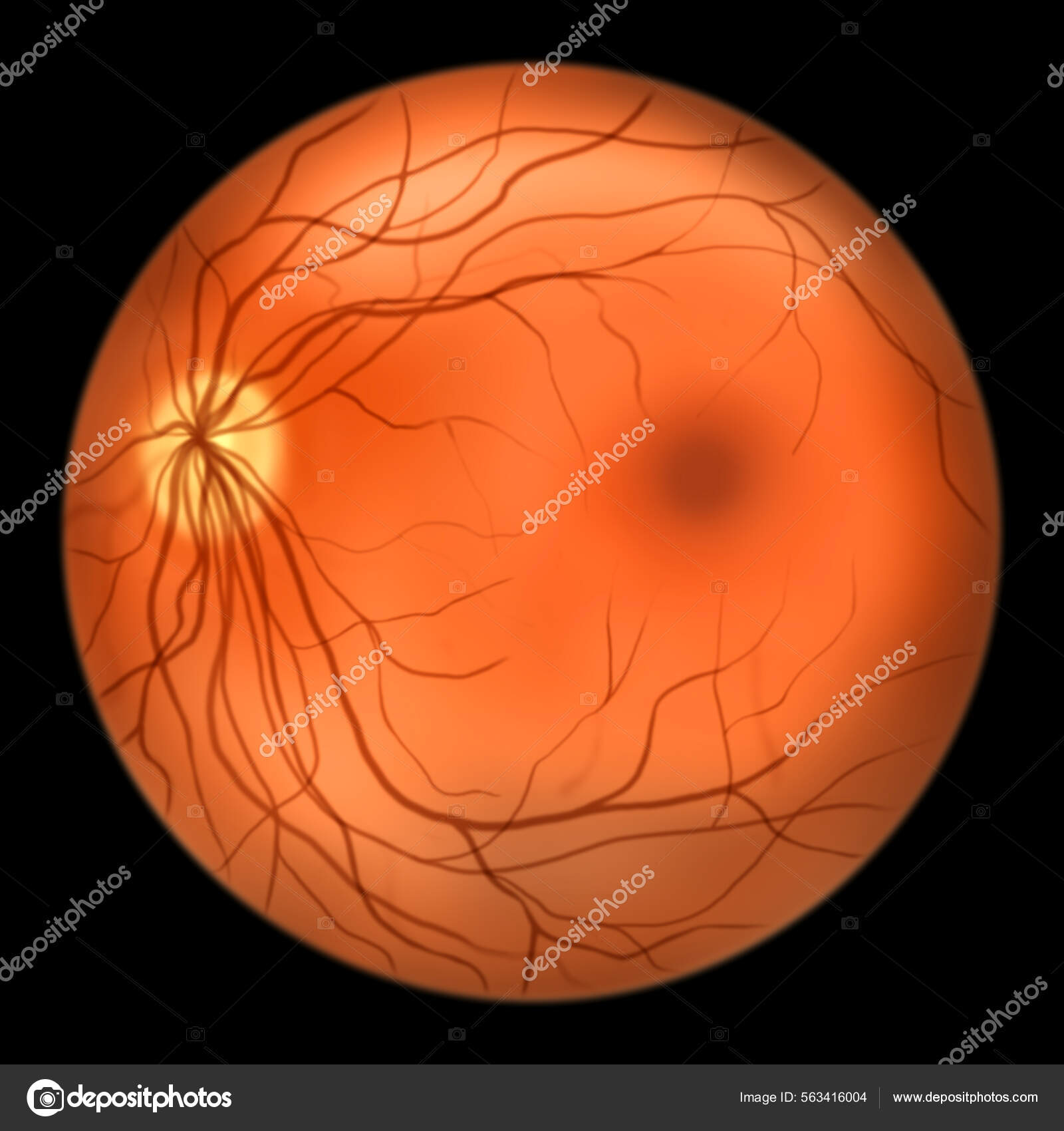 Normal Eye Retina Ophthalmoscope View Scientific Illustration Showing Optic Disk Stock Photo by