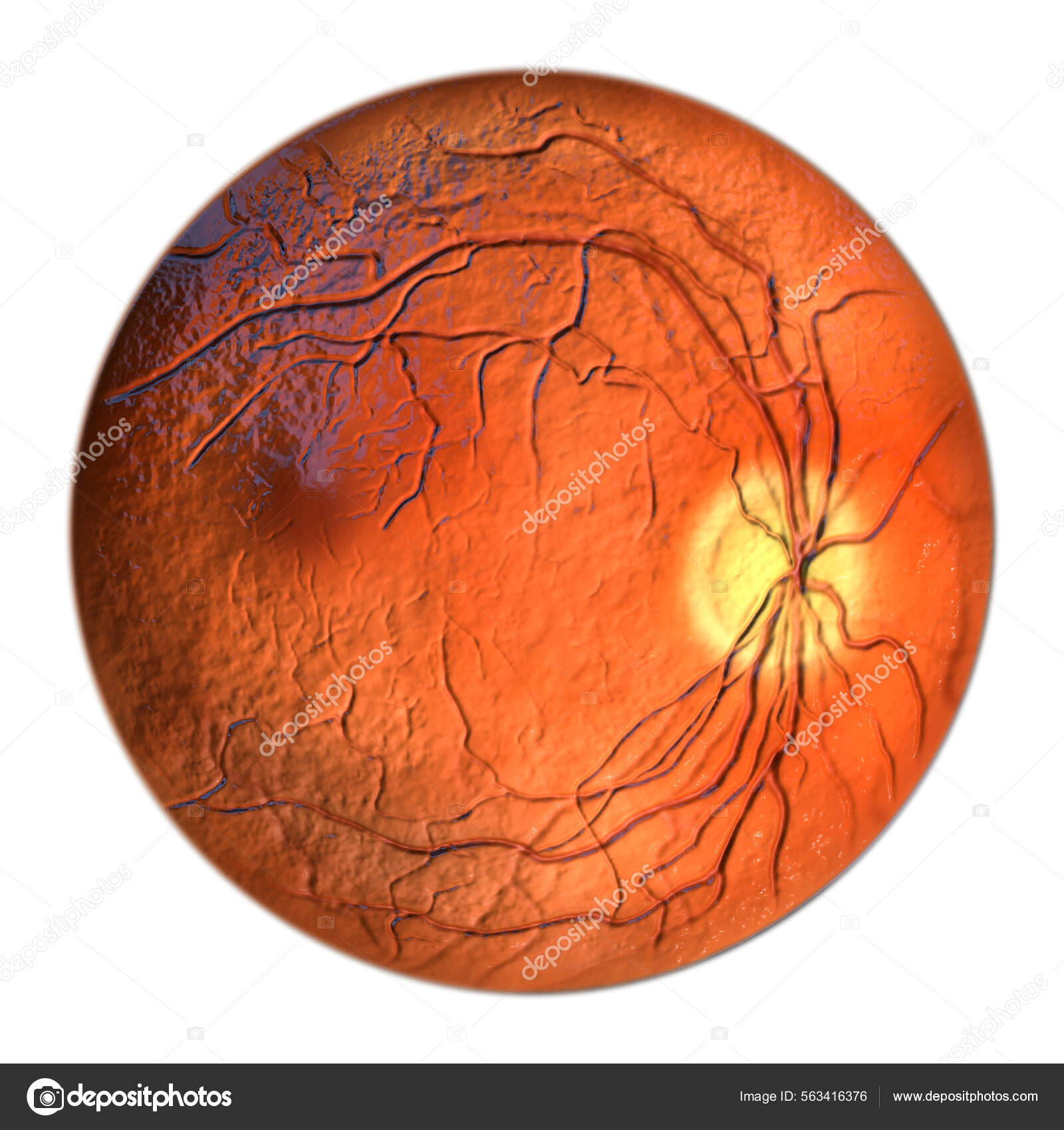 Normal Eye Retina Ophthalmoscope View Scientific Illustration Showing Optic Disk Stock Photo by
