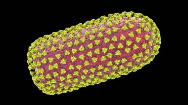 Kuduz virüsü, 3 boyutlu illüstrasyon. İnsanlarda ve hayvanlarda kuduz hastalıklarına neden olan nörotropik bir virüs.