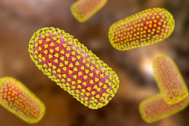 Kuduz virüsleri, 3 boyutlu illüstrasyon. İnsanlarda ve hayvanlarda kuduz hastalıklarına neden olan nörotropik bir virüs.