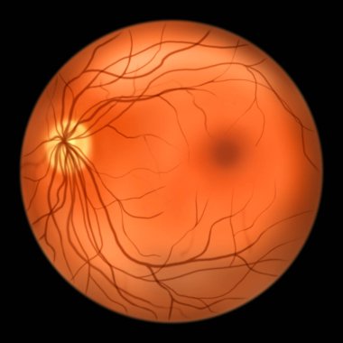 Göz retinası, göz röntgeni, optik diski, kan damarlarını, makulayı ve foveayı gösteren bilimsel illüstrasyon.
