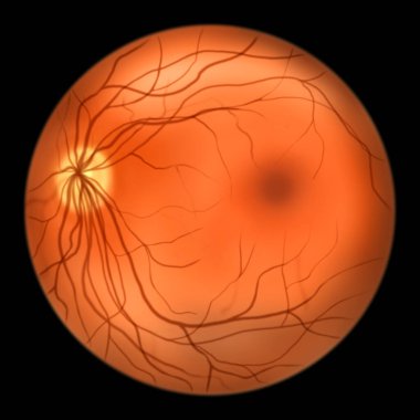 Normal eye retina, ophthalmoscope view, scientific illustration showing optic disk, blood vessels, macula and fovea clipart