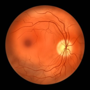 Göz retinası, göz röntgeni, optik diski, kan damarlarını, makulayı ve foveayı gösteren bilimsel illüstrasyon.