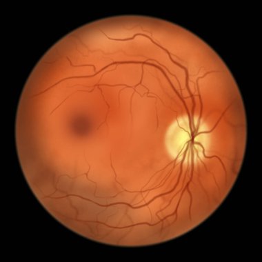 Normal eye retina, ophthalmoscope view, scientific illustration showing optic disk, blood vessels, macula and fovea clipart