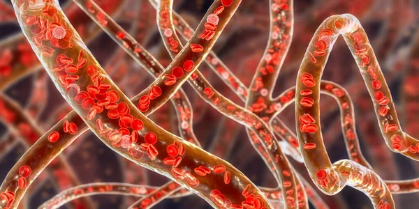 Vasos Sanguíneos Com Células Sanguíneas Fluxo Ilustração Pequenos Vasos Sanguíneos — Fotografia de Stock