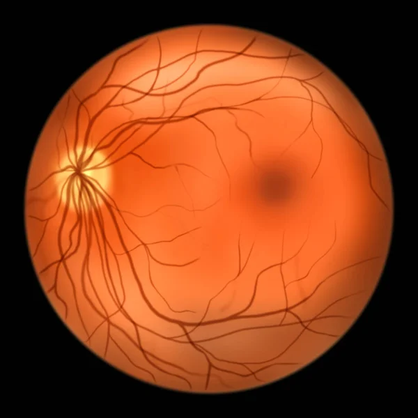 Normale Netzhaut Des Auges Ophthalmoskop Ansicht Wissenschaftliche Illustration Mit Papille — Stockfoto