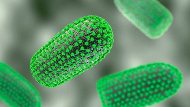 Kuduz virüsleri, 3 boyutlu illüstrasyon. İnsanlarda ve hayvanlarda kuduz hastalıklarına neden olan nörotropik bir virüs.