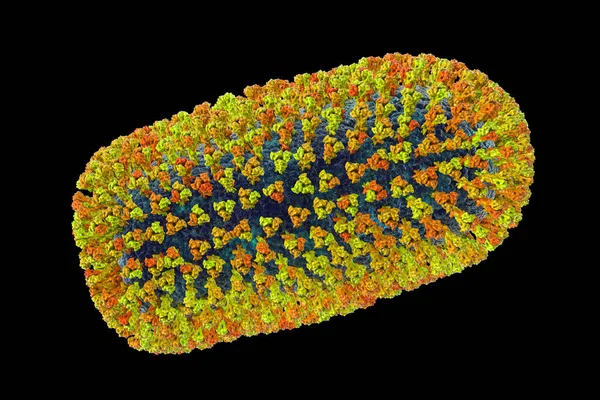 Mokola virus, an RNA virus related to rabies virus isolated from mammals, mainly cats, across sub-Saharan Africa, causes disease similar to rabies in animals and rarely humans, 3D illustration