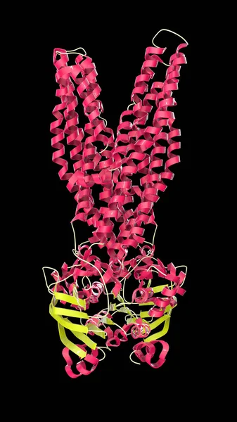 Molécule Transporteur Multidrogue Qui Provoque Une Multirésistance Aux Médicaments Dans — Photo