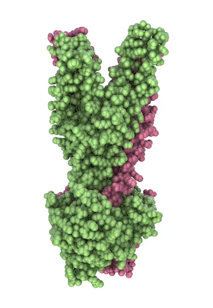 Molécula Transportadora Multidroga Que Causa Multirresistência Células Bacterianas Cancerígenas Ilustração — Fotografia de Stock