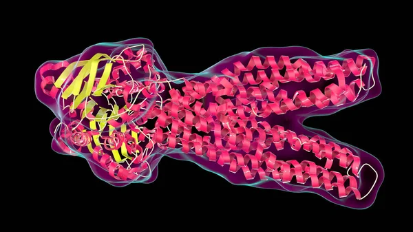 Bakteri ve kanser hücrelerinde çoklu uyuşturucu direncine neden olan çoklu uyuşturucu taşıyıcı molekülü, 3D illüstrasyon