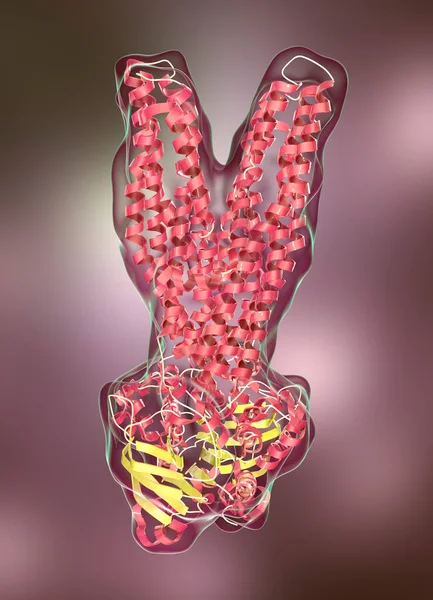 Molécula Transportadora Multidroga Que Causa Multirresistência Células Bacterianas Cancerígenas Ilustração — Fotografia de Stock