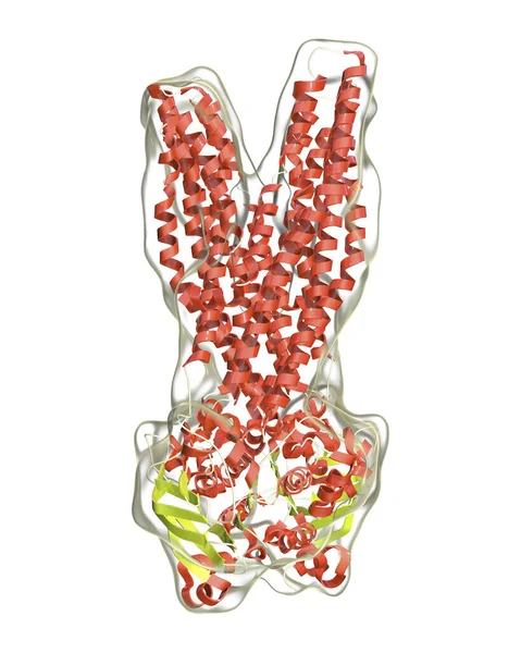 Multidrug Transportör Molekyl Som Orsakar Multidrug Resistens Bakterie Och Cancerceller — Stockfoto