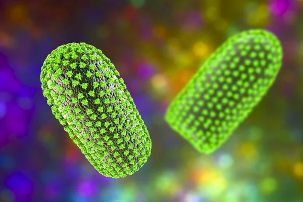 Kuduz virüsleri, 3 boyutlu illüstrasyon. İnsanlarda ve hayvanlarda kuduz hastalıklarına neden olan nörotropik bir virüs.