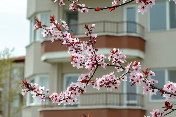 Çiçek açan kiraz dalları. Bahar mevsiminde balkon arka planda bir evde güzel kiraz çiçekleri açar.