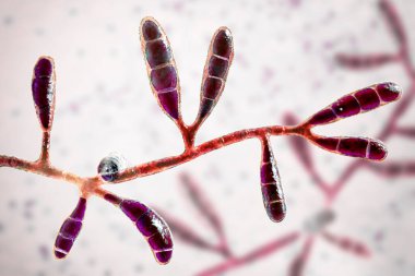 Mikroskobik mantar Epidermophyton floccosum, bilimsel 3D illüstrasyon. Lifli bir mantar, deri ve tırnak enfeksiyonlarına neden olur, atlet ayağı, tinea cruris, tinea corporis ve onychomycosis gibi.