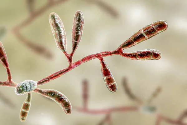 显微镜下的真菌叶叶绿素絮凝物 科学的三维图解 丝状真菌 可引起皮肤和指甲感染 如足部 体细胞感染和线虫病 — 图库照片