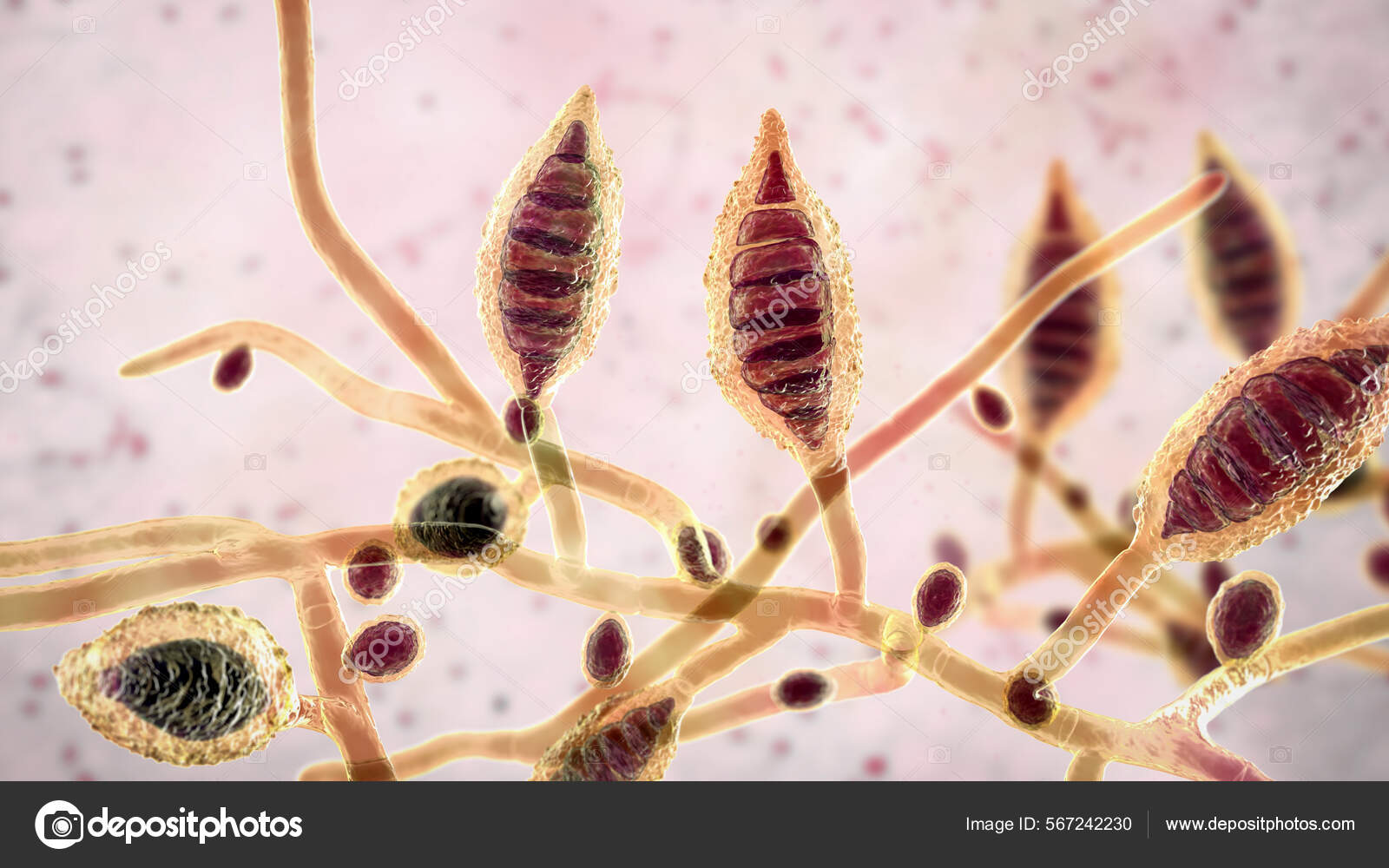 zoofil Mikroszkopikus Gombák Microsporum Canis Illusztráció Zoofil Dermatophyte  Gomba Fertőzött Kutyáktól — Stock fotó © katerynakon #567242230